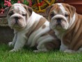 /album/fotogaleria-anglicky-buldocek/b1-106882-jpg/