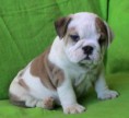 /album/fotogaleria-anglicky-buldocek/buldog1lk1-jpg/